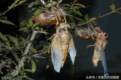 蟬蛻是什麼|蟬蛻功效是散風除熱利咽,透疹退翳解驚痛夜啼